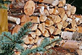 Brown firewood stacks near the green pin needles