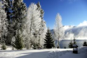 Winter Sunny Cold forest