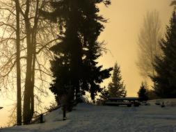 Winter Morning among Foggy trees
