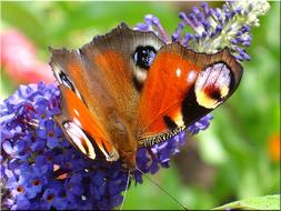 peacock butterfly on purple lilac, close-up