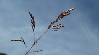 Close-up of the grass, at beautiful blue sky with white clouds on background