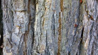 Tree Bark Wood structure