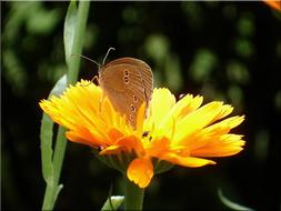 Marigold Summer Butterfly and yellow flower