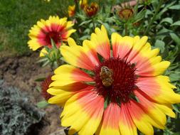 ravishing Flower Bee Summer