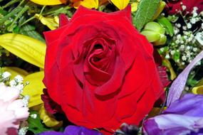 ravishing Flower Red