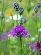 extraordinarily beautiful Knapweed Violet Pointed