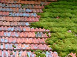 old Hut Roof Moss Bemoost