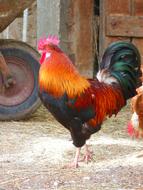 Colorful Hahn Gockel on farm