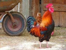 Beautiful and colorful cock near the chicken, on the farm