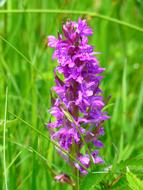 Orchid Western Marsh violet