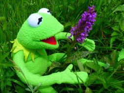soft toy frog with flower in green grass