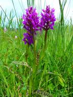 Orchid Western Marsh green and violet
