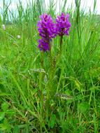 Close-up of the beautiful, purple orchid flowers, among the green grass