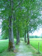 Trees Avenue green