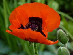 Poppy Red open Flower close-up on blurred background