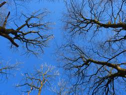 tree branches without leaves on a blue sky background