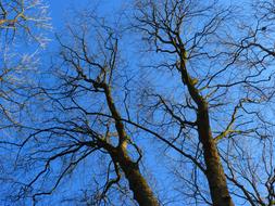 Trees Kahl at blue sky