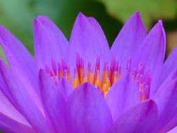 Water Lily Blossom