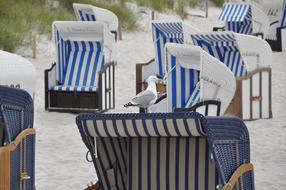 Seagulls on Baltic Sea coast