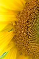 ravishing Sunflower Summer