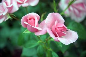 Pink Green Flowers garden