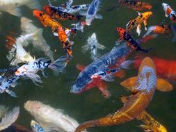 Ko, colorful Fish in water