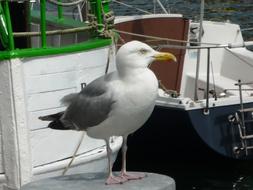 grey white Seagull rests in harbor at boat