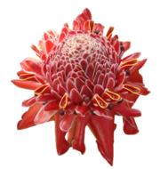 magnificent flower tropical hawaii