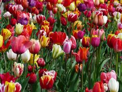 Tulip Field colors