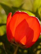 Tulip Red Spring sun