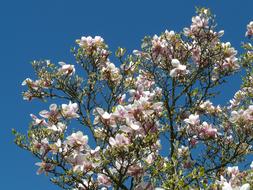 wonderful Magnolia Tree flowers