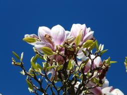 incredibly beautiful Tulip Magnolia Tree