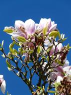 unusually beautiful Tulip Magnolia Tree