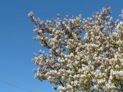 Beautiful, blossoming, white star magnolie flowers at blue sky