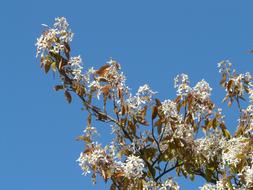 Star Magnolia Stellata