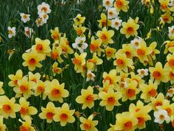 Daffodils Yellow white orange close-up