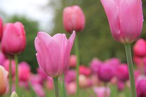 pink Flowers Tulips