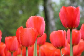 Flowers Tulips red nice