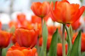 Flowers Tulips orange green