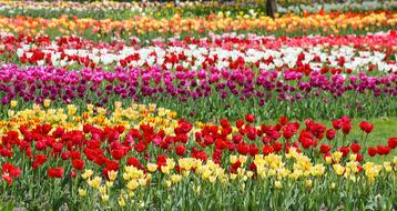 Flowers Tulips spring colors