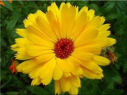 Marigold Garden yellow