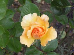 goodly Rose Flower