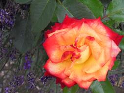 magnificent Rose Garden
