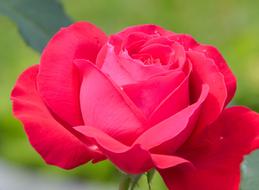 cute red garden rose