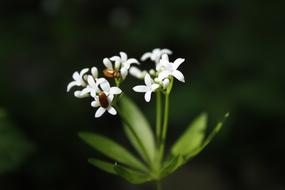 goodly Flower White