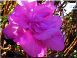 pink Hibiscus close-up on blurred background