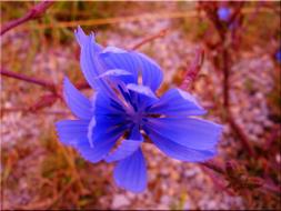 Flower Red Blue Summer