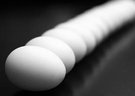 white chicken eggs are laid out in a row on the table