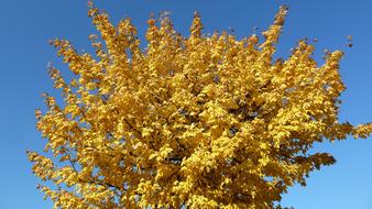 Autumn, Tree crown with yellow Leaves at blue sky