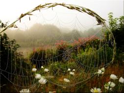 view through the spider web on a foggy morning